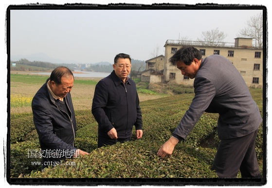 婺源縣茶業(yè)局積極組織茶技人員到中云、鎮(zhèn)頭、清華、思口等重點(diǎn)產(chǎn)茶鄉(xiāng)鎮(zhèn)，深入茶園地塊、名優(yōu)茶加工廠開展技術(shù)服務(wù)。